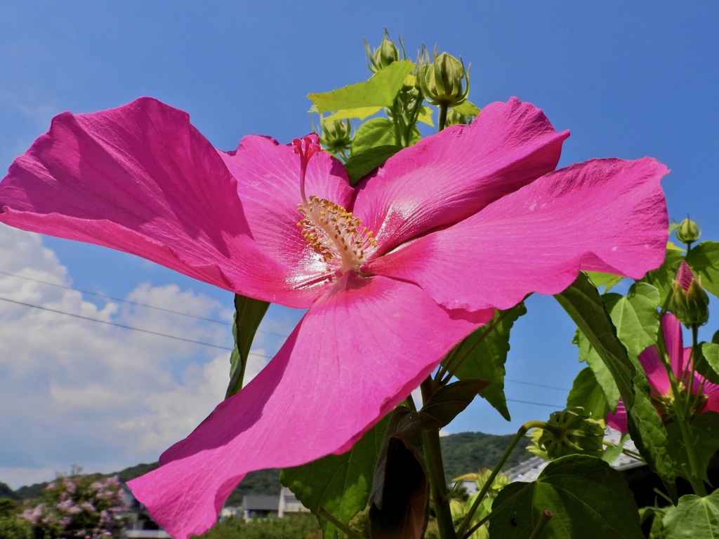 風に踊る芙蓉