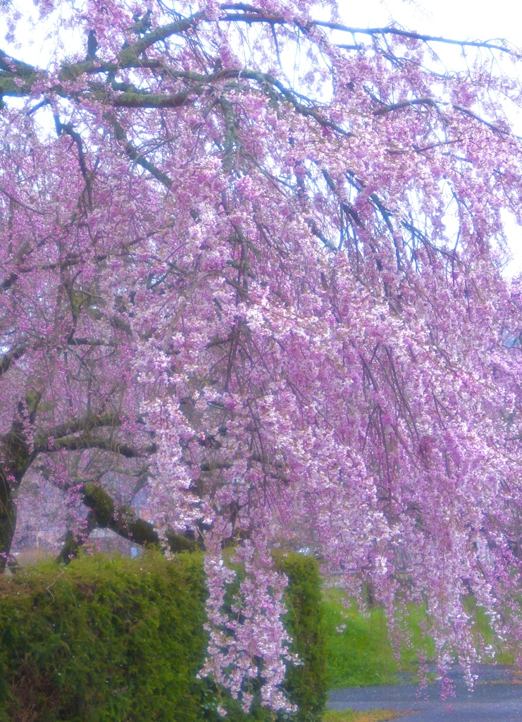 豪華な枝垂れ桜