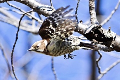 コゲラさんの飛翔