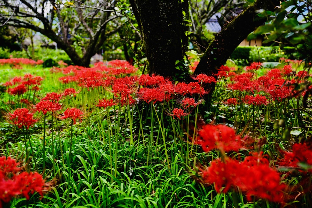 樹々とのコラボ