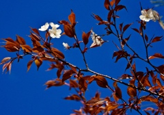 山桜開花