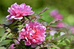 萌える花