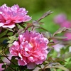 萌える花