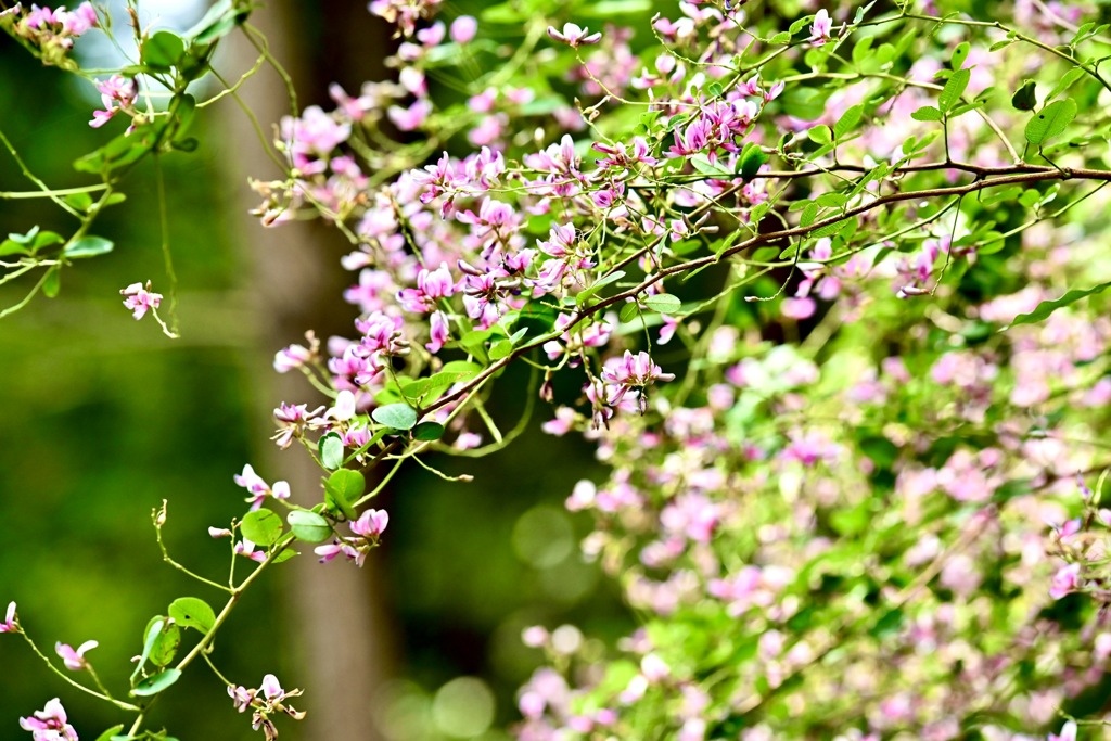 萩の花