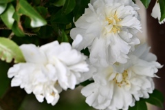 八重のサザンカ