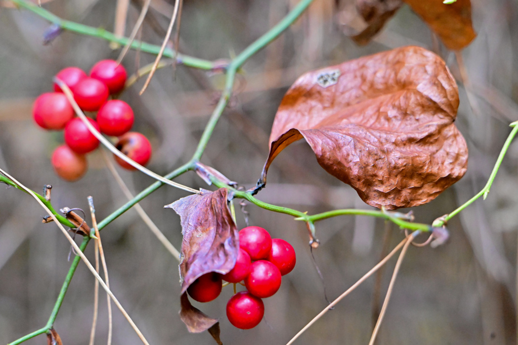 サルトリイバラの実