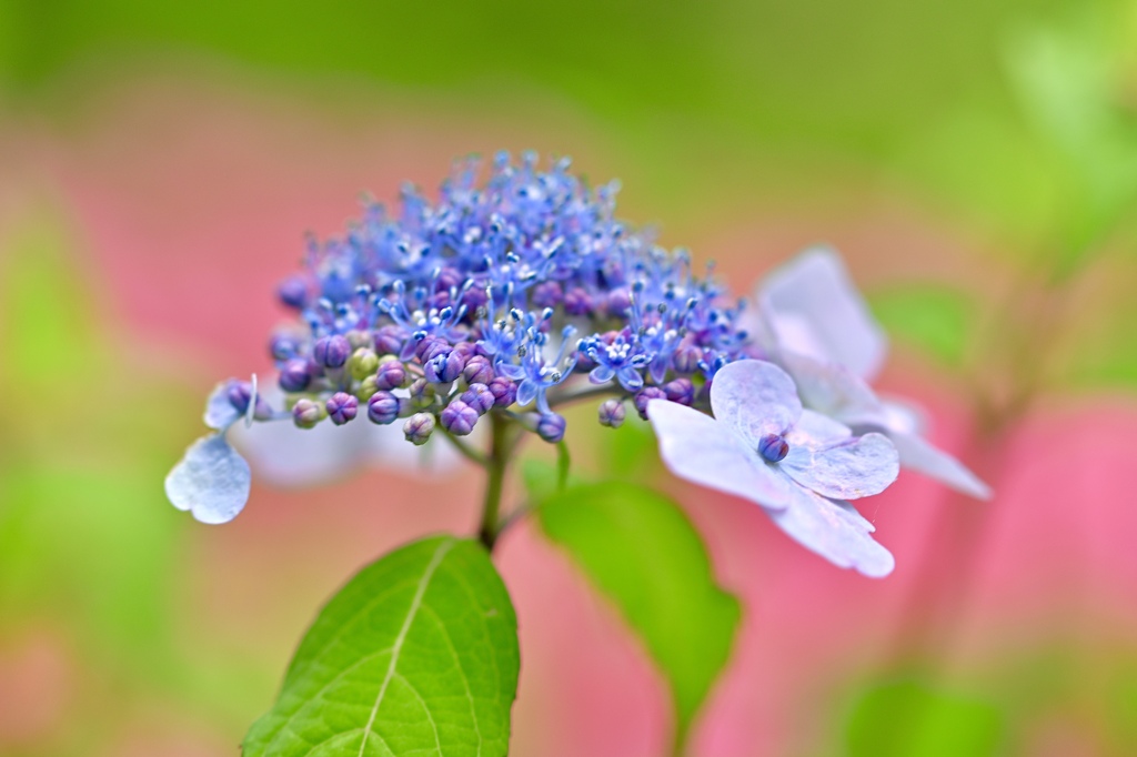 紫陽花と皐月