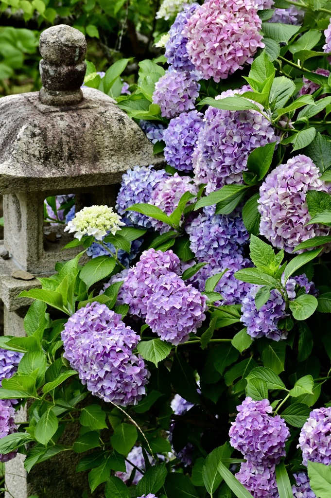 豪華な紫陽花