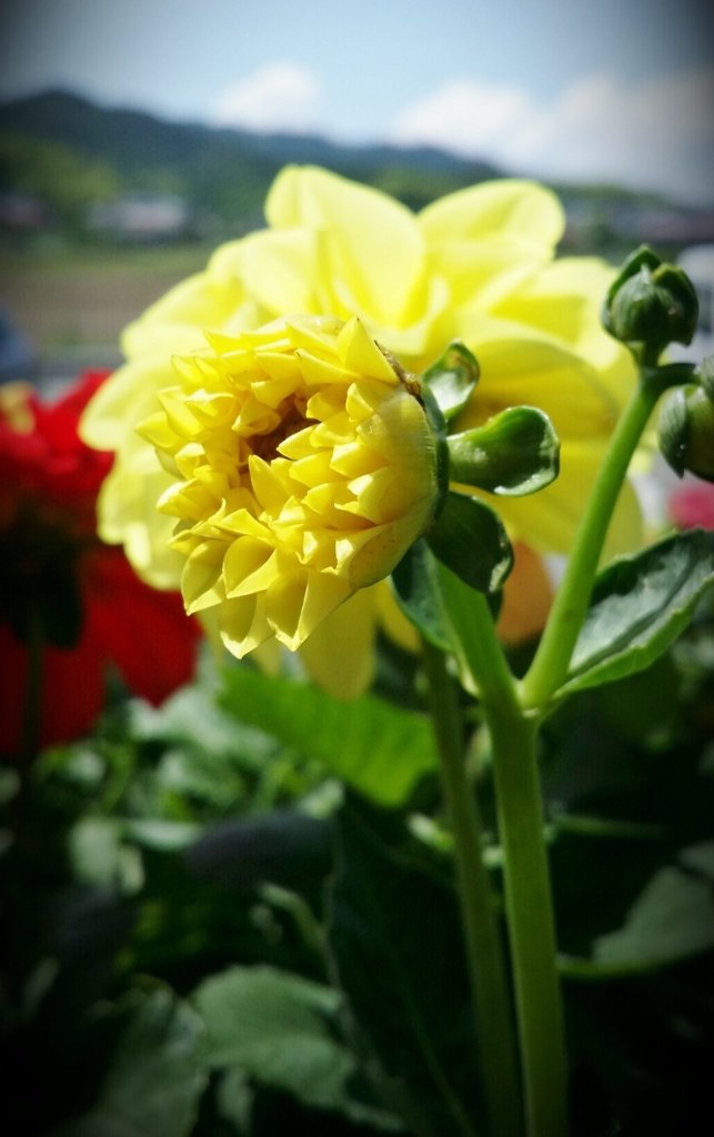 お花