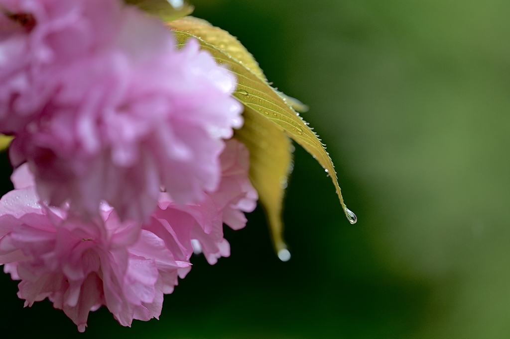 赤い花と雫