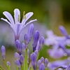 艶やかな花