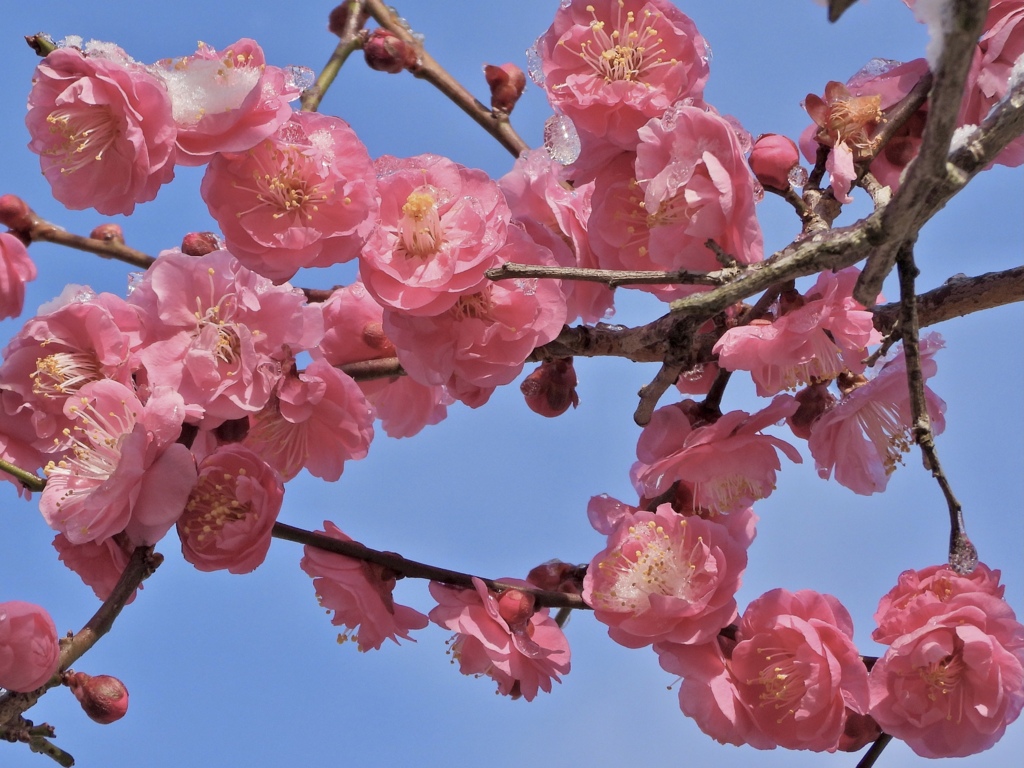 梅の花満開〜‼︎