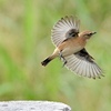 ノビタキさんの飛翔