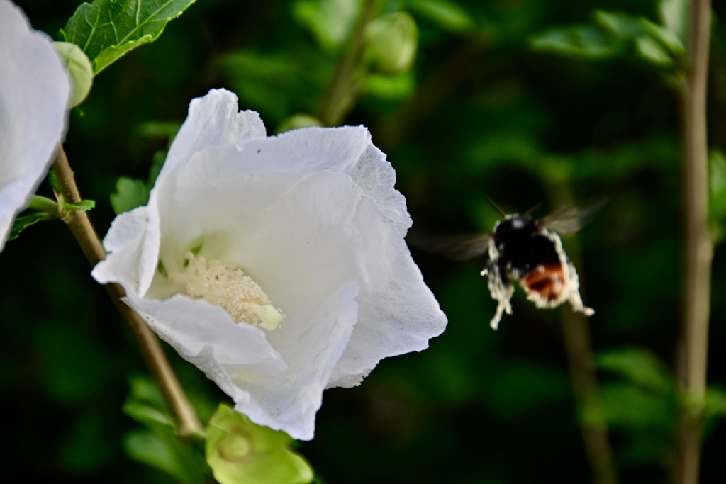 花粉いっぱいの熊蜂