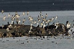 乱舞するトモエガモ軍団