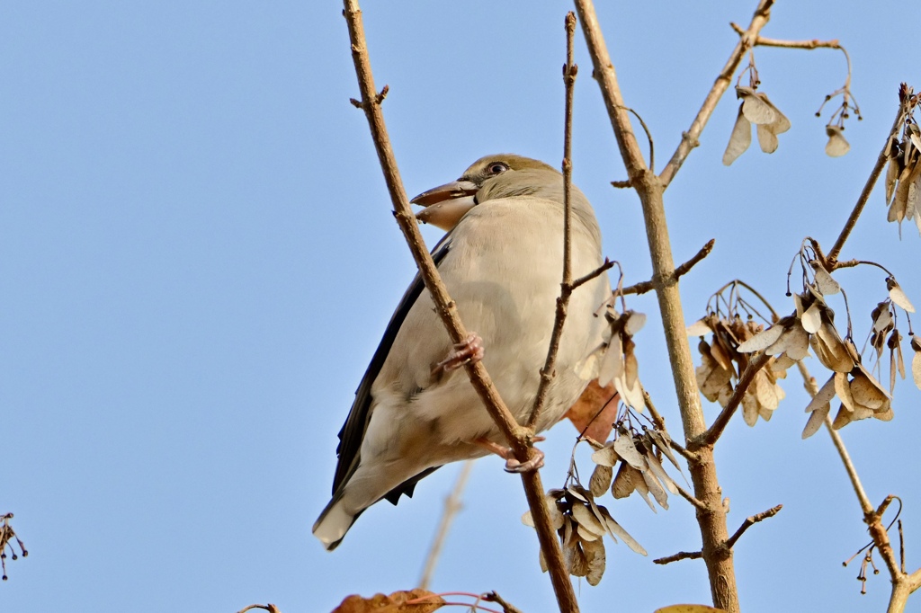 お帰りシメさん＾＾