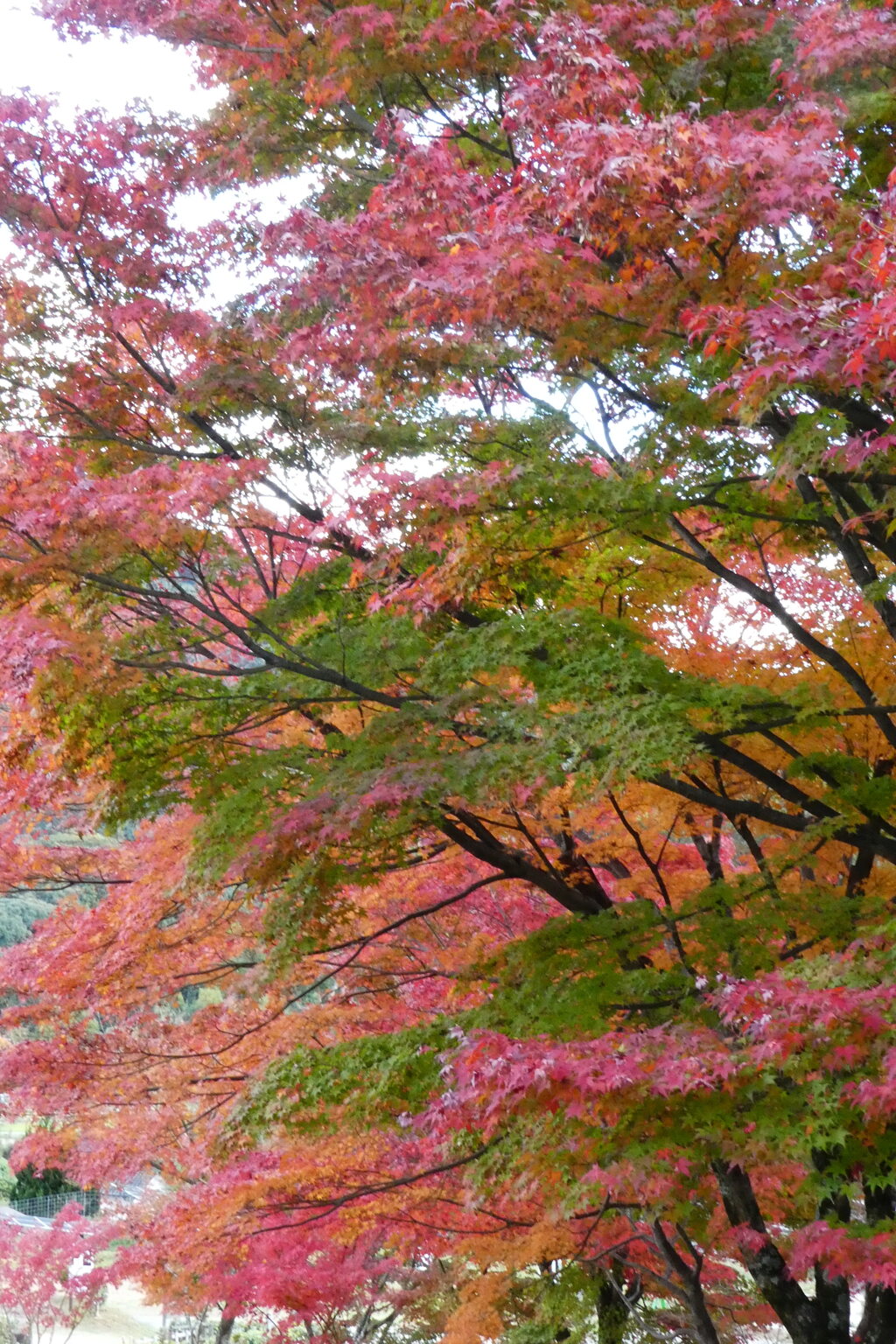 鮮やかな紅葉