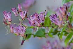 ホトトギス咲く頃