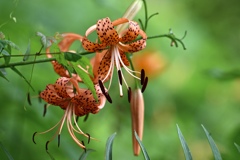 野に咲く花
