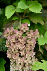 私も紫陽花