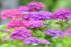 眩しい花
