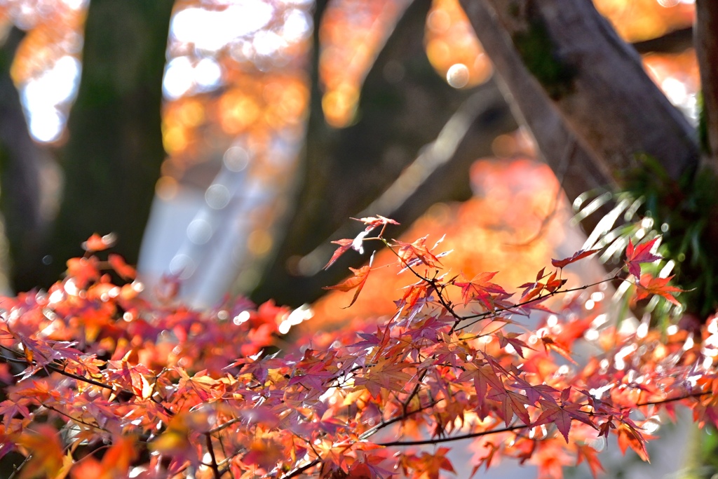 まだ残っていた紅葉