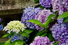 紫陽花咲き誇り