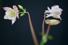 可憐な花