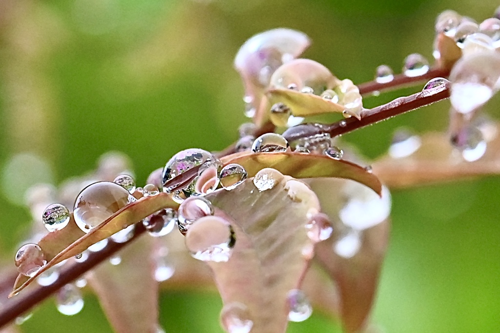 雨上がりの情景