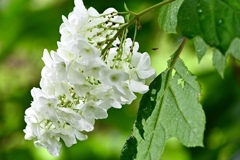 カシワバ紫陽花