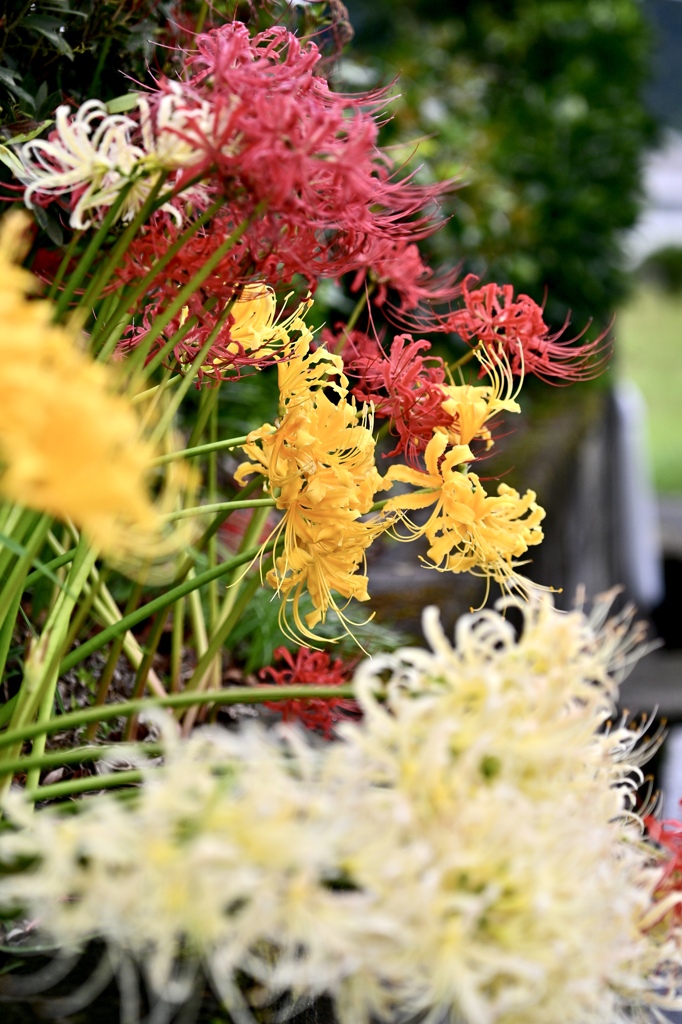 賑やかな花園
