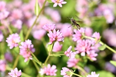 花園に遊ぶ花蜂