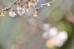 冬桜の精