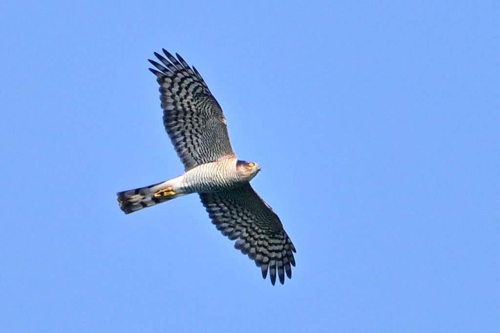 行くぜ〜！のはずが・・・