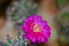 サボテンの花3