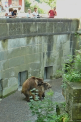 動物園の出来事