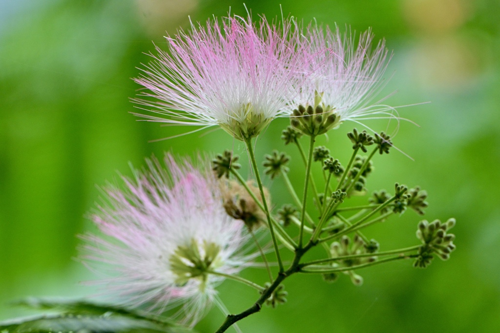 ネムノキの花咲く頃