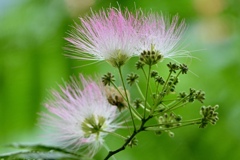 ネムノキの花咲く頃