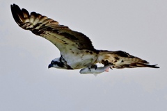 ゲットだぜ〜！