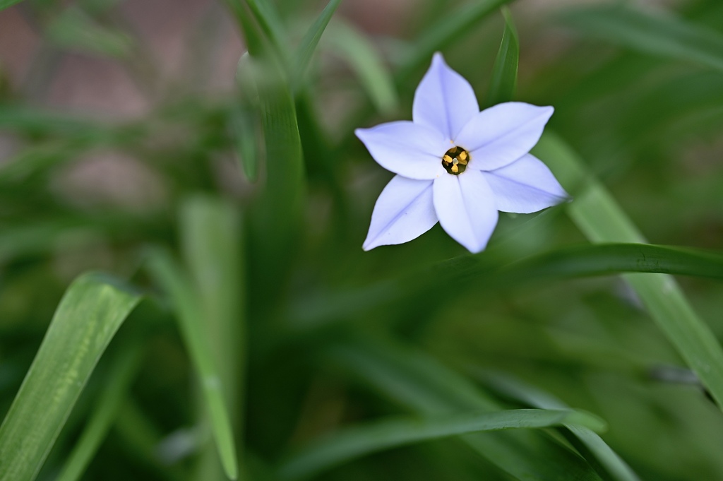 一輪の花 By ぶっちゃん Id 写真共有サイト Photohito