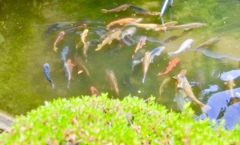 お寺の池