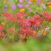 美しい花畑