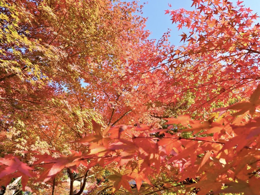 盛りの紅葉