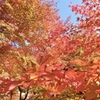 盛りの紅葉