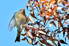 アトリさんお帰り〜＾＾