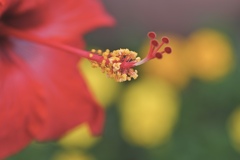 夏の花キラリ‼︎