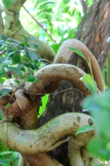 植物館4