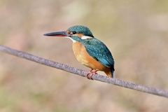 佇むカワセミ