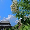 夏空に咲くサルスベリ