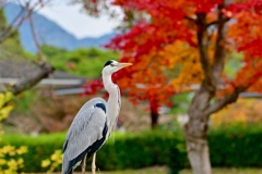 紅葉狩りのサギさん